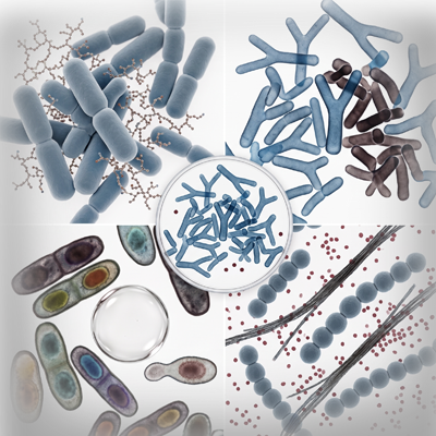 Multi-Enzyme Blend (5 Enzymes)