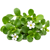 Brahmi