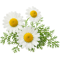 Chamomile
