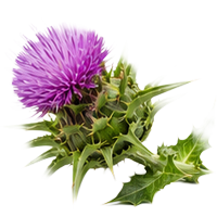 Milk Thistle