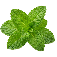 Spearmint