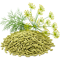 Fennel