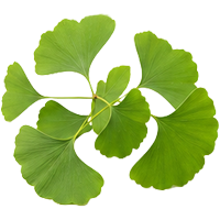 Ginkgo Biloba