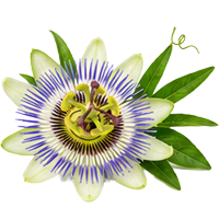 Passionflower