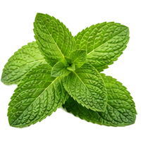 Peppermint