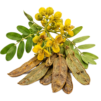 Senna