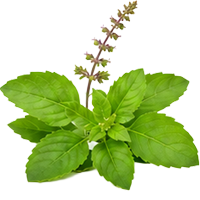 Tulsi